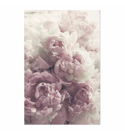 Plakat - Delicate Peonies