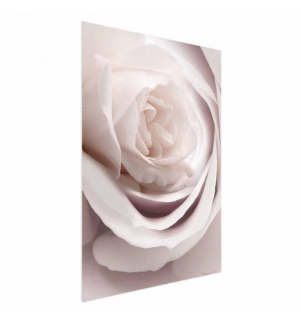 Poster - Porcelain Rose