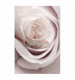 Plakatas - Porcelain Rose