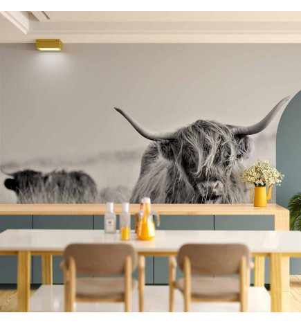 Mural de parede - Highland Cattle