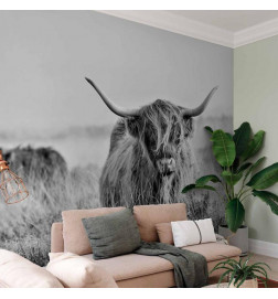 Fototapeet - Highland Cattle