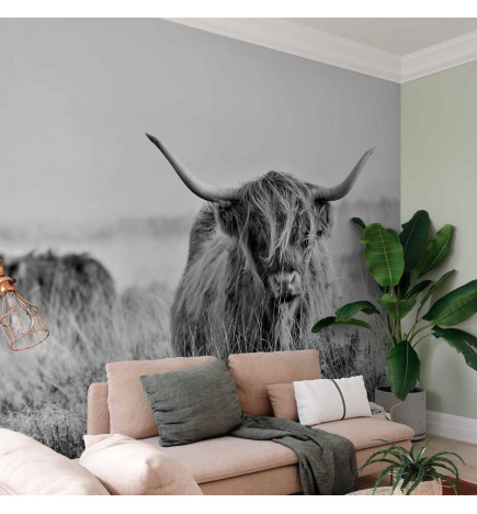 Wall Mural - Highland Cattle
