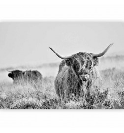 Fototapet - Highland Cattle