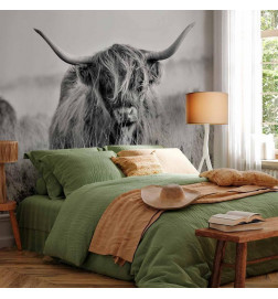 Fototapete - Highland Cattle