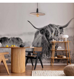 Papier peint - Highland Cattle