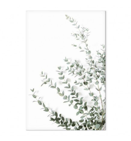 Seinapilt - Eucalyptus Parvifolia (1 Part) Vertical