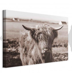 Tablou - A Scottish Cow in Sepia