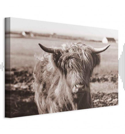 Canvas Print - A Scottish Cow in Sepia