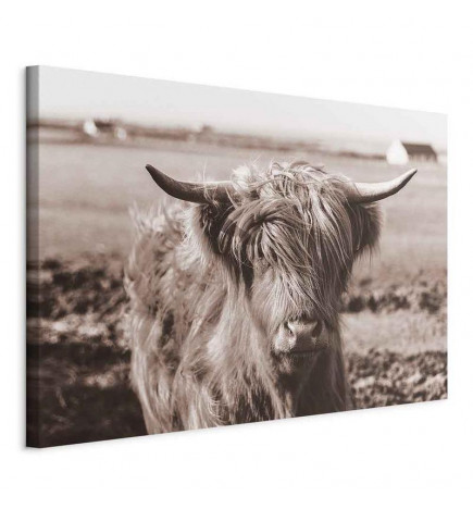 Seinapilt - A Scottish Cow in Sepia