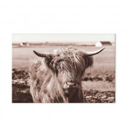 Tablou - A Scottish Cow in Sepia