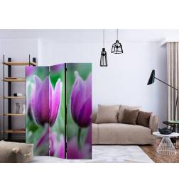 3-teiliges Paravent - Purple spring tulips [Room Dividers]