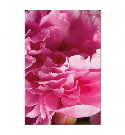Cuadro - Blossom of Beauty (1-part) - Pink Peony Flower Embraced by Nature