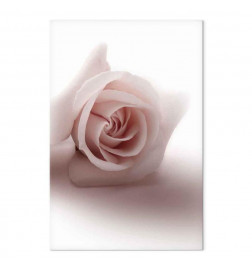 Tableau - Floral Glamour Glow (1-part) - Delicate and Pastel Pink Rose