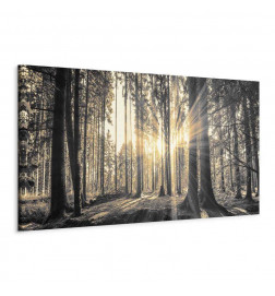 Quadro - Forest Sun
