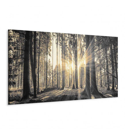 Leinwandbild - Forest Sun