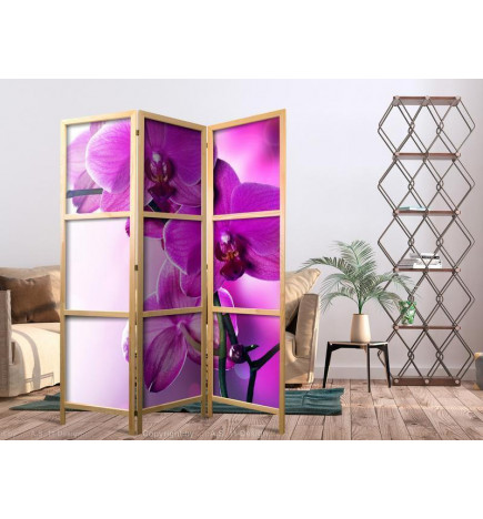 Japoniška kambario pertvara - Violet Orchids I