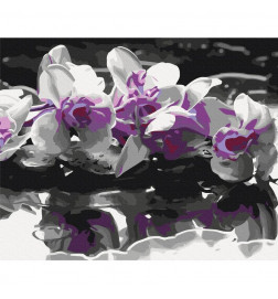 Quadro fai da te - Purple Orchid (Black Background & Reflection In The Water)