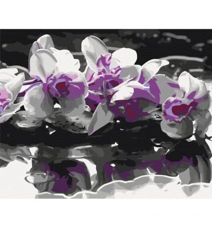 Malen nach Zahlen - Purple Orchid (Black Background & Reflection In The Water)