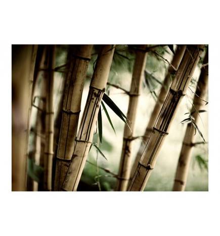 Wallpaper - Fog and bamboo forest