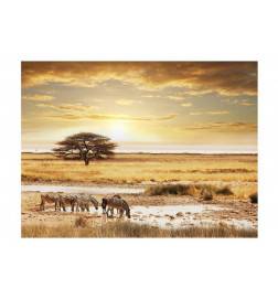 Fototapete - Afrikanische Zebras an der Tränke