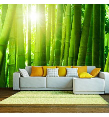 Wallpaper - Sun and bamboo