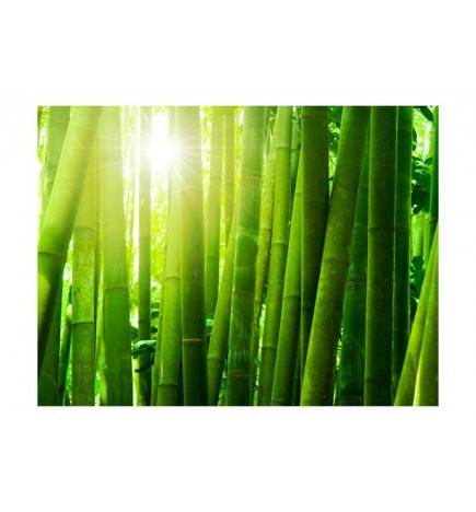 Wallpaper - Sun and bamboo