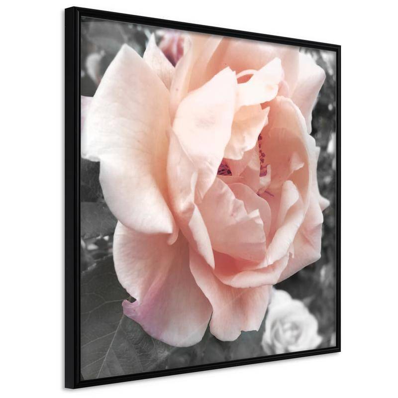 35,00 € Poster - Delicate Rose