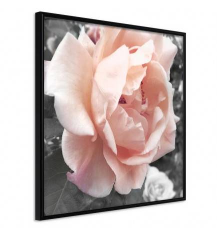 35,00 € Poster - Delicate Rose
