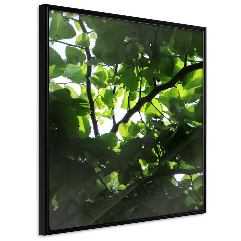 35,00 € Poster - Under Cover of Leaves