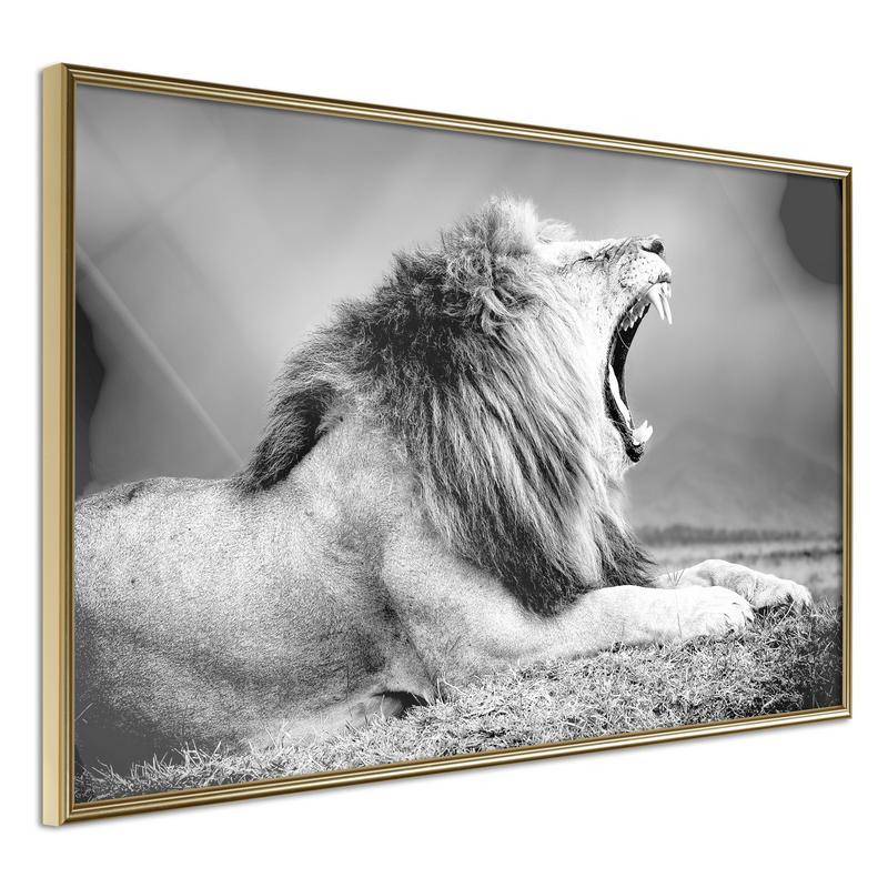 38,00 € Póster - Yawning Lion