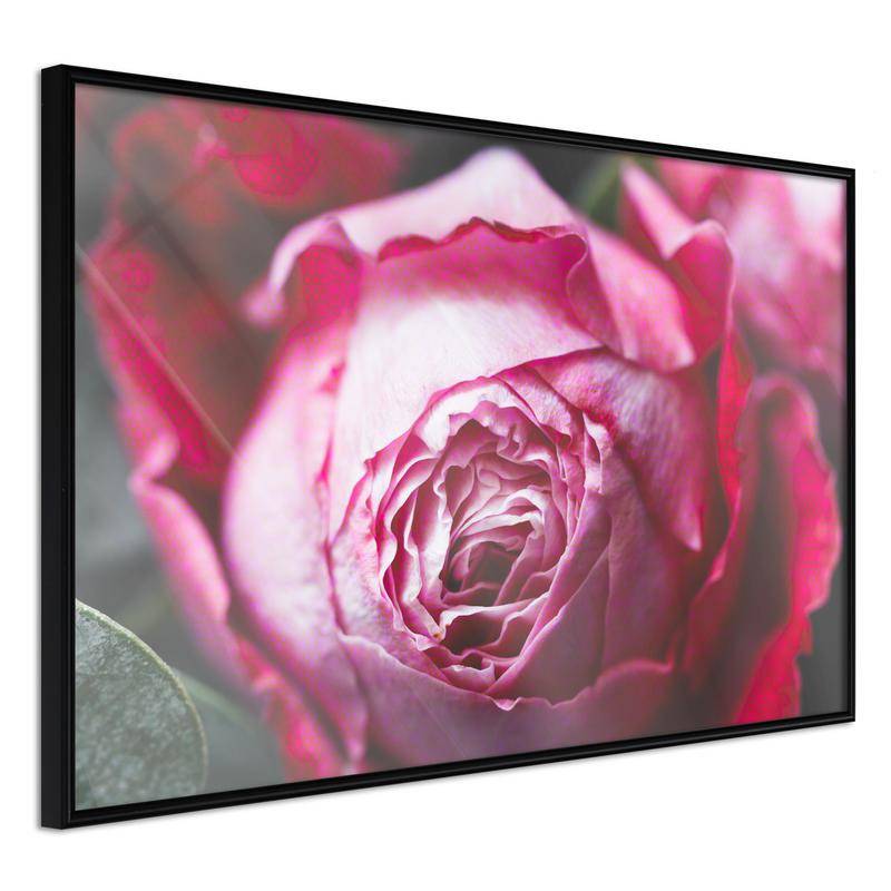 38,00 € Poster - Blooming Rose