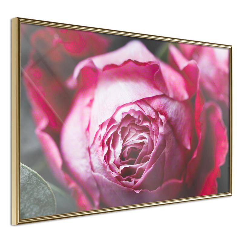 38,00 €Pôster - Blooming Rose