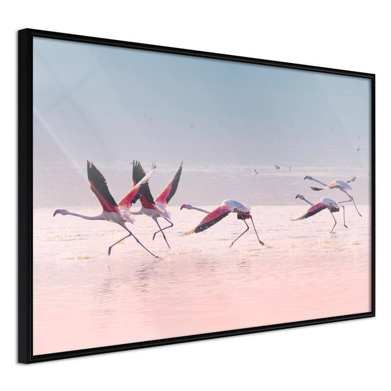 38,00 € Póster - Flamingos Breaking into a Flight