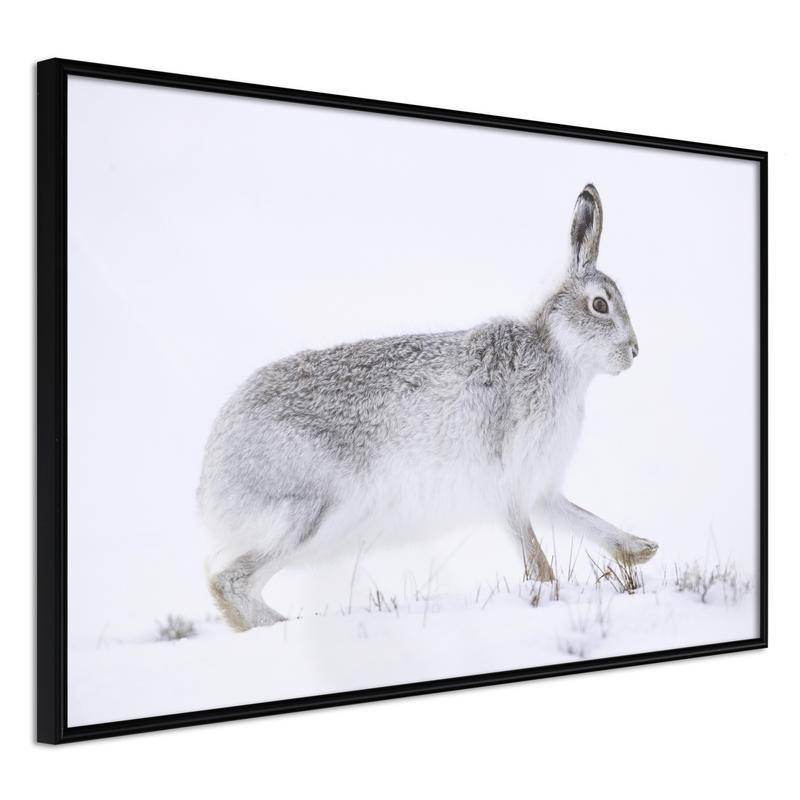 38,00 € Poster met een grijs konijn