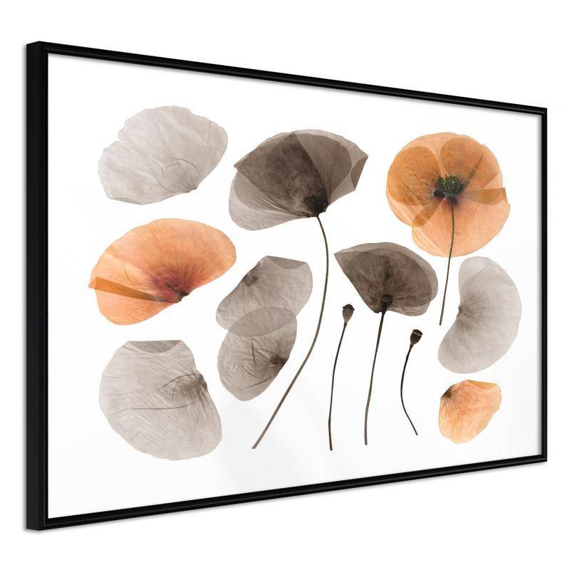 38,00 € Póster - Dried Poppies