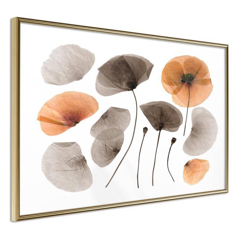 38,00 € Póster - Dried Poppies