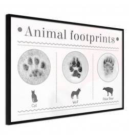 Poster et affiche - How to Recognize an Animal