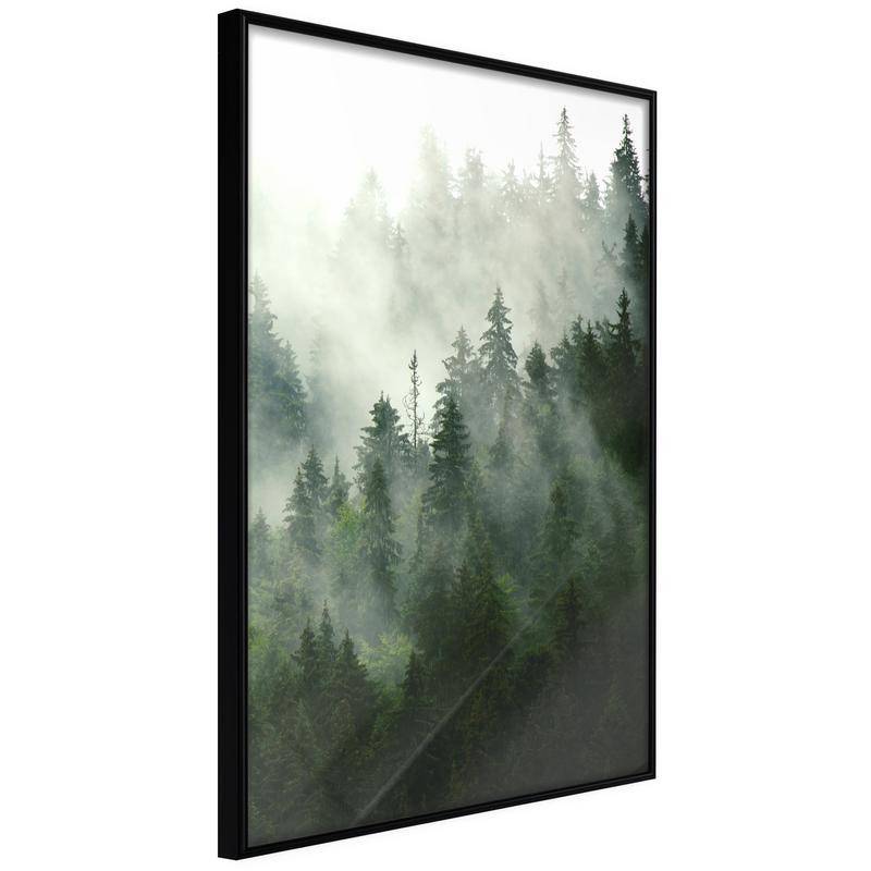 38,00 € Póster - Steaming Forest