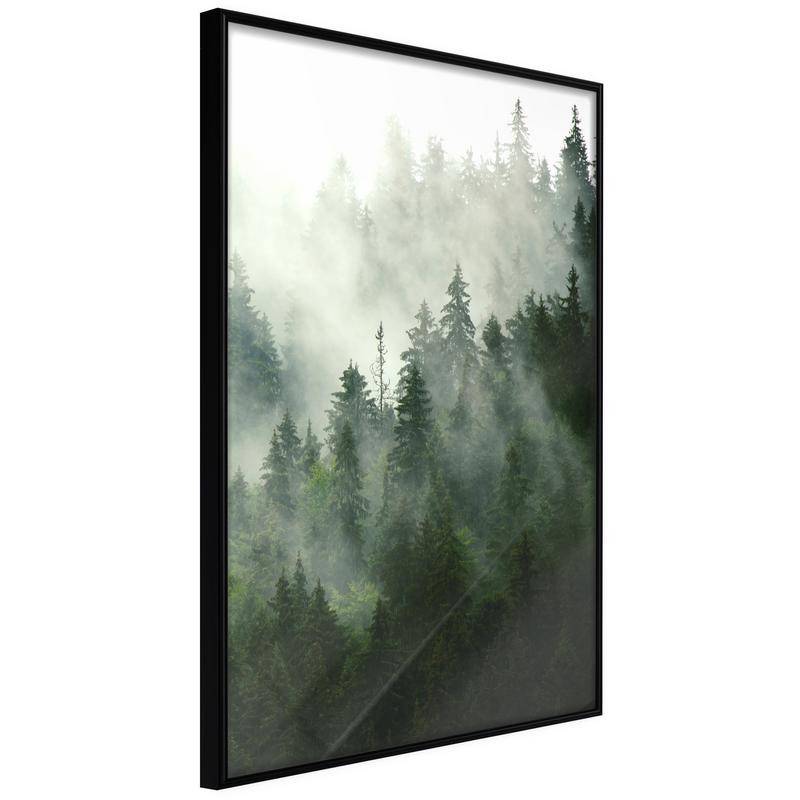 38,00 € Poster - Steaming Forest