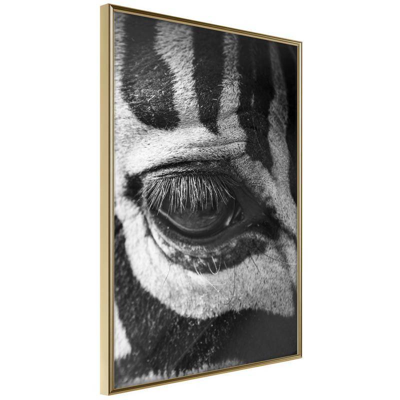 38,00 € Poster met zebra die je in de gaten houdt