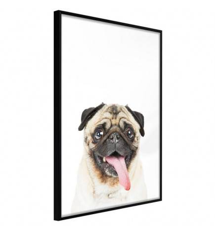 38,00 € Poster - Funny Pug