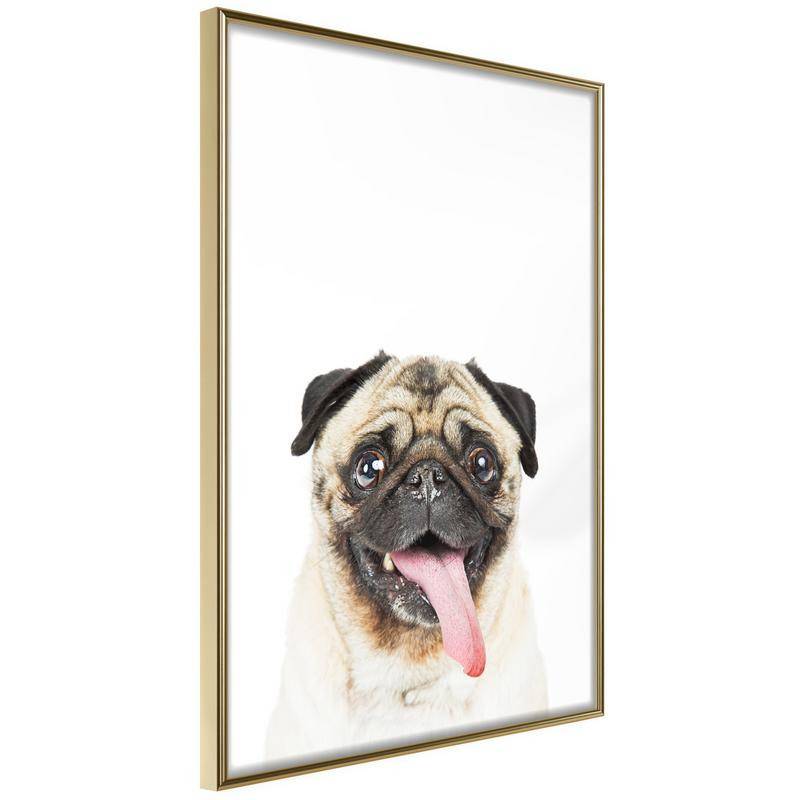 38,00 € Poster - Funny Pug