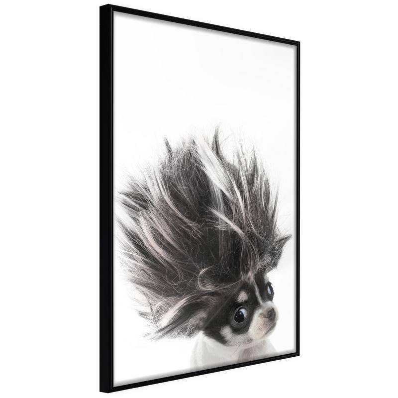 38,00 € Poster - Funny Chihuahua