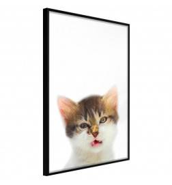 Poster - Funny Kitten