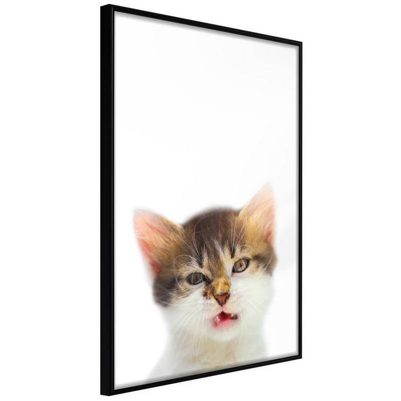 45,00 € Poster - Funny Kitten