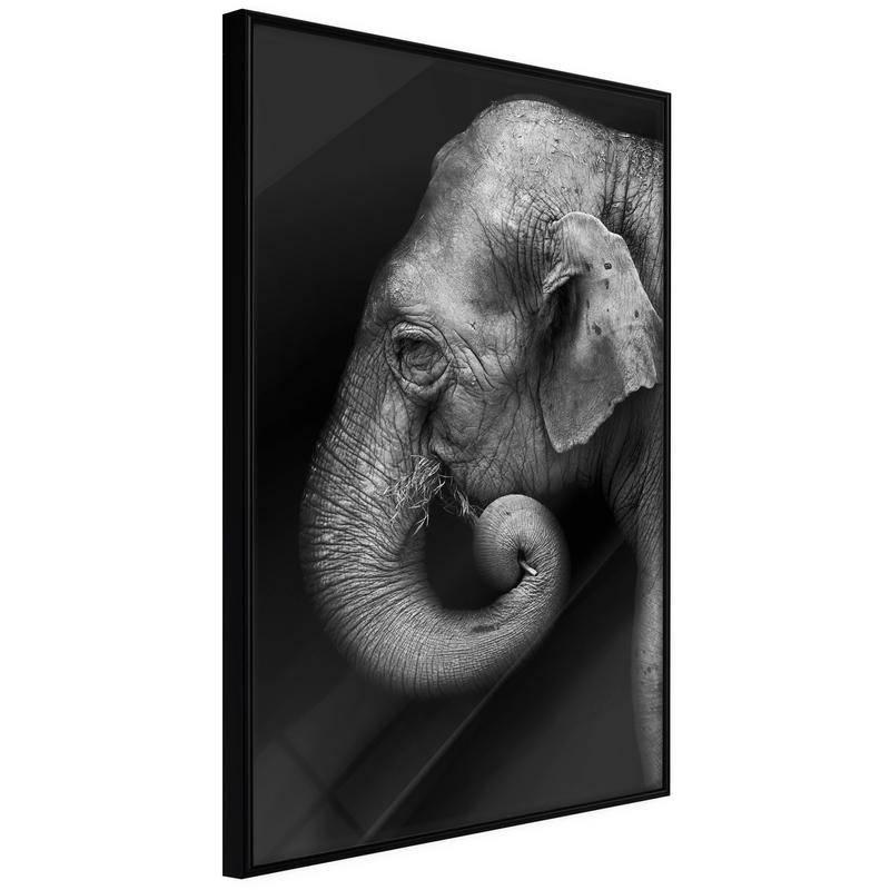 45,00 € Poster met een zwarte en witte olifant Arredalacasa