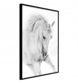 Plakāts ar baltu zirgu - Arredalacasa