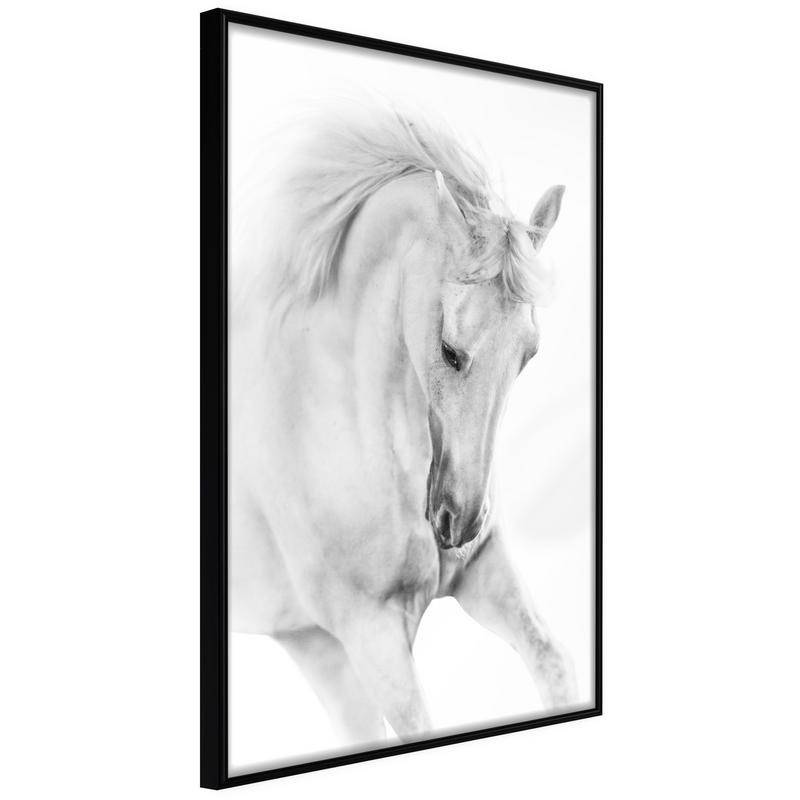 38,00 € Poster met een wit paard, Arredalacasa