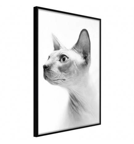 45,00 € Poster met een slimme en nieuwsgierige kat Arredalacasa