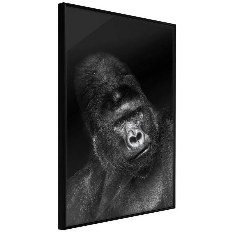 38,00 € Poster met een grote aap, Arredalacasa